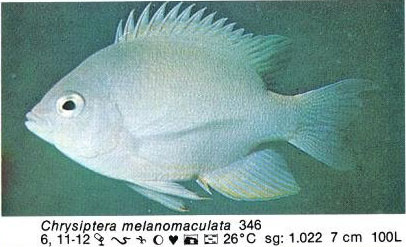 Chrysiptera melanomaculata